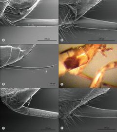 Parasite170127-fig4 ovipositor Pimplinae TEM by Keizo Takasuka, Niclas R. Fritzén, Yoshihiro Tanaka, Rikio Matsumoto, Kaoru Maeto and Mark R. Shaw. Used under a CC BY 4.0 license.