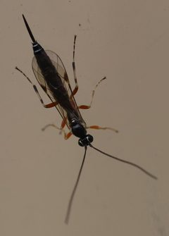 2020 10 20 Tromatobia ovivora by Slimguy. Used under a CC BY 4.0 license.