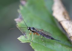 2022 10 17 Tromatobia ovivora by Ralf Huber. Used under a CC BY-SA 4.0 license.