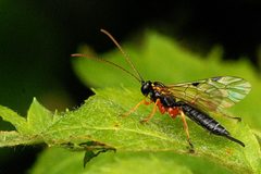 Tromatobia.ovivora.-.lindsey by James K. Lindsey. Used under a CC BY-SA 3.0 license.