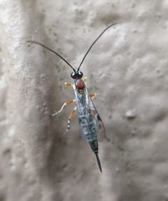 Tromatobia zonata 176506030 by ncb1221. Used under a CC BY 4.0 license.