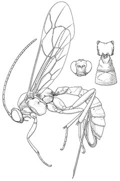 Zaglyptus varipes by United States National Museum;
Smithsonian Institution;
United States. Dept. of the Interior. Used under a No restrictions license.