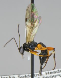 Pimpla aquilonia by Matt Bowser, U.S. Fish and Wildlife Service. Used under a Public domain license.