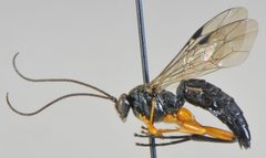 Pimpla pedalis by KNWR Entomology Collection. Used under a CC0 license.