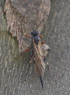 2021 04 20 Pimpla turionellae1b by Slimguy. Used under a CC BY 4.0 license.
