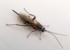 Ichneumonidae. Pimpla turionellae - Flickr - gailhampshire by gailhampshire from Cradley, Malvern, U.K. Used under a CC BY 2.0 license.