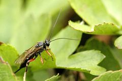 Pimpla.turionellae2.-.lindsey by James K. Lindsey. Used under a CC BY-SA 3.0 license.