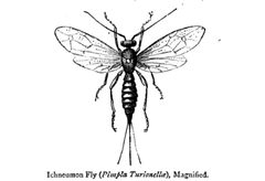Pimpla turionellae by William Forsell Kirby. Used under a Public domain license.
