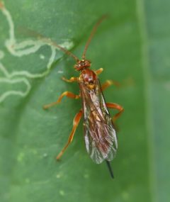 2022 08 12 Theronia atalantae 1a by Ralf Huber. Used under a CC BY-SA 4.0 license.