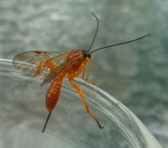 Ichneumonidae unknown genus unknown species by Burkhard.Plache. Used under a CC BY-SA 3.0 license.