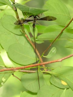 Giant Ichneumon - Flickr - treegrow by Katja Schulz from Washington, D. C., USA. Used under a CC BY 2.0 license.