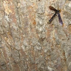 Megarhyssa atratus by Donna Fernstrom. Used under a CC0 license.
