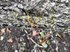 Ichneumon by צבוע לבנה. Used under a CC BY 4.0 license.
