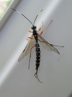 Rhyssa lineolata by Jake McCumber. Used under a CC BY-SA 4.0 license.