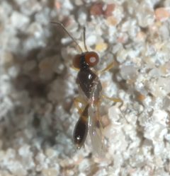 Allophrys divaricata P1320148a by 
xpda. Used under a CC BY-SA 4.0 license.