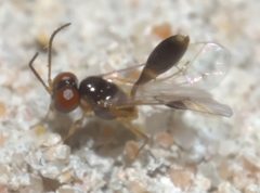 Allophrys divaricata P1320150b by 
xpda. Used under a CC BY-SA 4.0 license.