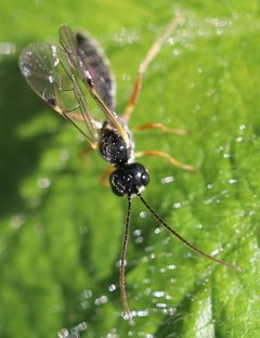 2021 05 14 Acrotomus succinctus1a by Slimguy. Used under a CC BY 4.0 license.