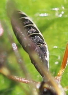 2021 05 14 Acrotomus succinctus1b by Slimguy. Used under a CC BY 4.0 license.