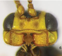 Idiogramma comstockii by Andrey I. Khalaim, Enrique Ruíz-Cancino. Used under a CC BY 4.0 license.