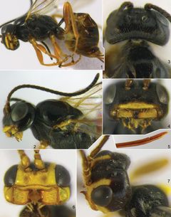 Idiogramma elbakyanae2 by Andrey I. Khalaim, Enrique Ruíz-Cancino. Used under a CC BY 4.0 license.