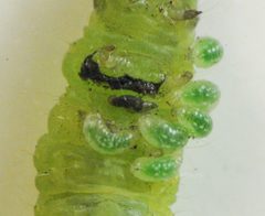 Hercus fontinalis early instar larvae by Beatriz Moisset. Used under a CC BY-SA 4.0 license.