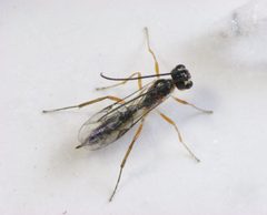 Hercus fontinalis female by Beatriz Moisset. Used under a CC BY-SA 4.0 license.