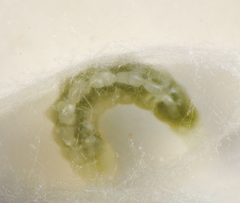Hercus fontinalis final instar larva by Beatriz Moisset. Used under a CC BY-SA 4.0 license.