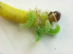 Hercus fontinalis later instar larvae by Beatriz Moisset. Used under a CC BY-SA 4.0 license.