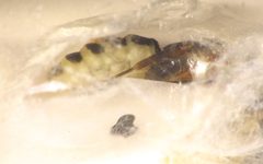 Hercus fontinalis pupa by Beatriz Moisset. Used under a CC BY-SA 4.0 license.