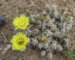 Grusonia clavata by JerryFriedman. Used under a CC BY-SA 3.0 license.