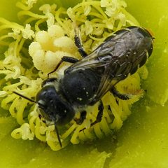 Lithurgopsis apicalis dorsal by JerryFriedman. Used under a CC BY-SA 3.0 license.