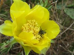 Lithurgopsis gibbosa in Opuntia bloom by AverageWalrus. Used under a CC BY-SA 4.0 license.