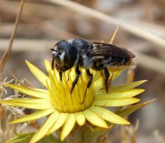 Lithurgus chrysurus. Megachilidae. Female - Flickr - gailhampshire by gailhampshire from Cradley, Malvern, U.K. Used under a CC BY 2.0 license.