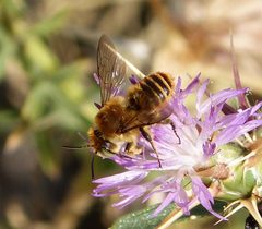 Lithurgus chrysurus male Mediterranean Wood-boring Bee - Flickr - gailhampshire by gailhampshire from Cradley, Malvern, U.K. Used under a CC BY 2.0 license.