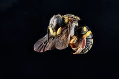 Anthidiellum notatum m3 by USGS Native Bee Inventory and Monitoring Laboratory. Used under a Public domain license.