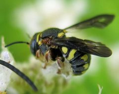 Anthidiellum notatum male by Jacy Lucier. Used under a CC BY-SA 4.0 license.