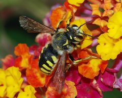 Anthidium February 2008-1 by Alvesgaspar. Used under a CC BY-SA 3.0 license.