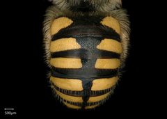 Anthidium florentinum male abdomen E scale by Chelsey Ritner. Used under a CC0 license.