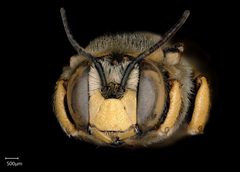 BBSL716259 Anthidium florintinum male face E scale by Chelsey Ritner. Used under a CC0 license.
