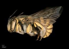 BBSL716259 Anthidium florintinum male lateralhabitus E scale by Chelsey Ritner. Used under a CC0 license.