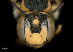 BBSL716453 Anthidium florentinum female face scale by Chelsey Ritner. Used under a CC0 license.