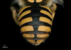 BBSL716468 Anthidium florentinum female abdomen scale by Chelsey Ritner. Used under a CC0 license.
