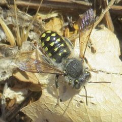 Anthidium maculosum1 by JerryFriedman. Used under a CC BY-SA 3.0 license.
