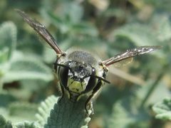 Anthidium maculosum face1 by JerryFriedman. Used under a CC BY-SA 3.0 license.