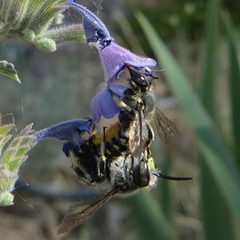 Anthidium maculosum in copula by JerryFriedman. Used under a CC BY-SA 3.0 license.