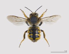 Anthidium manicatum MHNT by Didier Descouens. Used under a CC BY-SA 3.0 license.