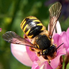 Anthidium manicatum fem by Bruce Marlin. Used under a CC BY-SA 2.5 license.