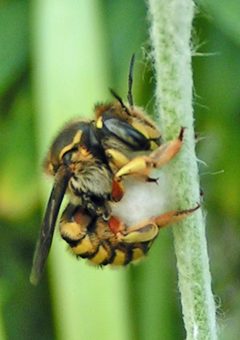 Anthidium manicatum female by Jacy Lucier. Used under a CC BY-SA 4.0 license.
