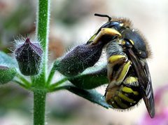 Sleeping Anthidium manicatum 8808 by soebe, optimisation by Ralf. Thank you very much for doing this, Ralf.. Used under a CC BY-SA 3.0 license.