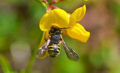 Anthidium cf oblongatum sitzend by Daniel Ballmer. Used under a CC BY-SA 4.0 license.